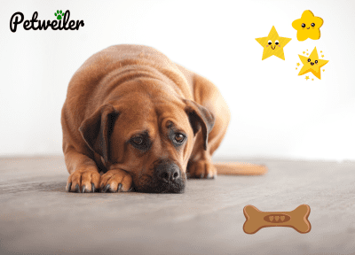 PetWeiler Wholesale Pet Supplies, Manufacturer of Pet Treats & Accessories