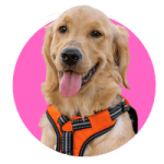 Wholesale Dog Harness,